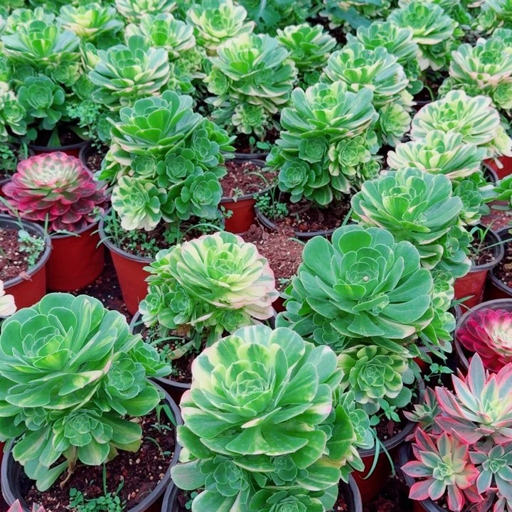 五彩琉璃啊啊啊啊