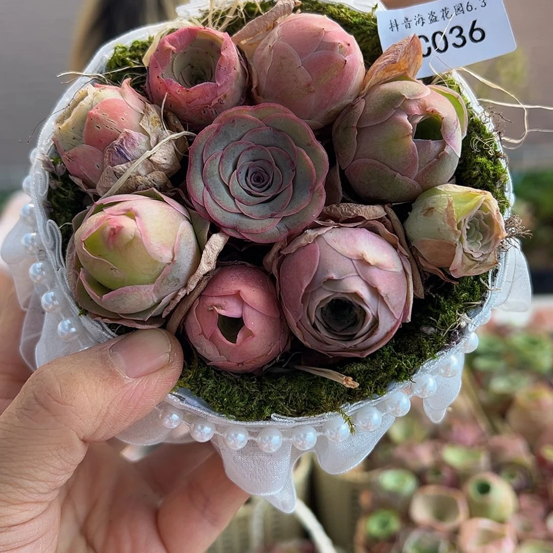 辣*C036。玫瑰混苔藓蓝