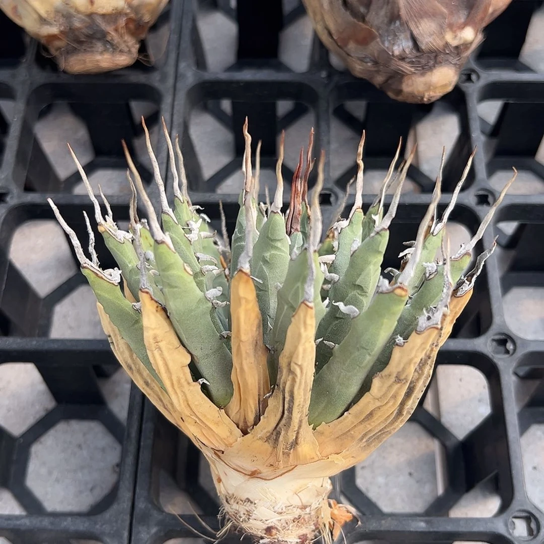 无花朵曲刺妖炎生桩，粉丝价，有断刺