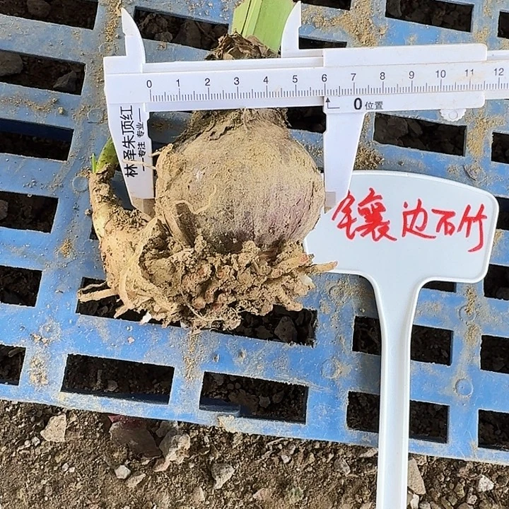 镶边石竹朱顶红一棵