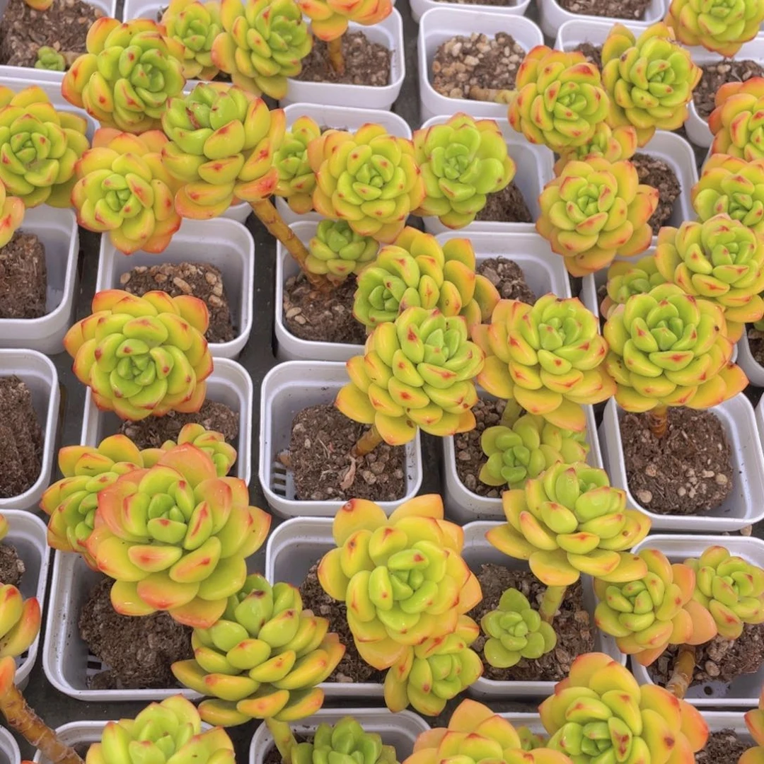 647号 开播福利 韩版柠檬宝石带腿2个