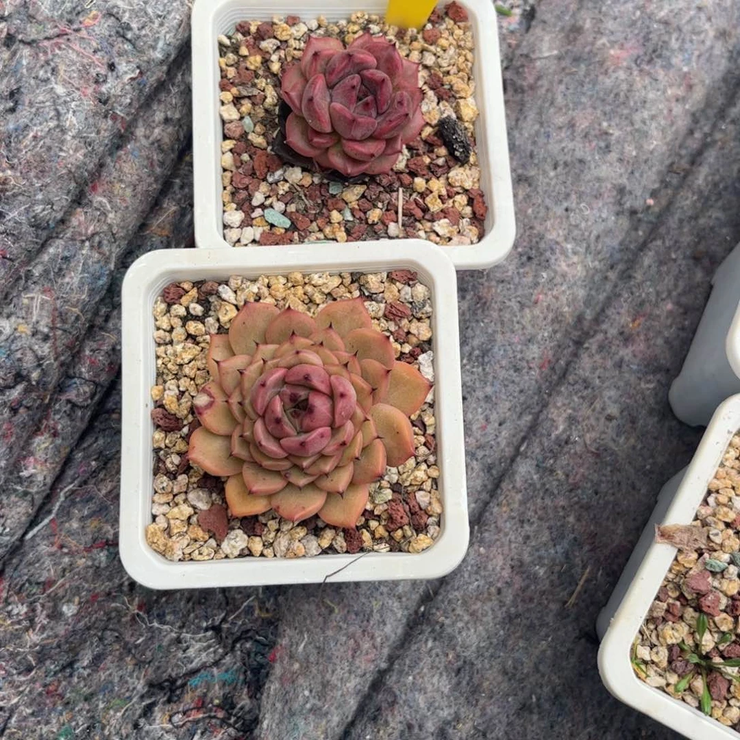 ?*一多肉植物11111111