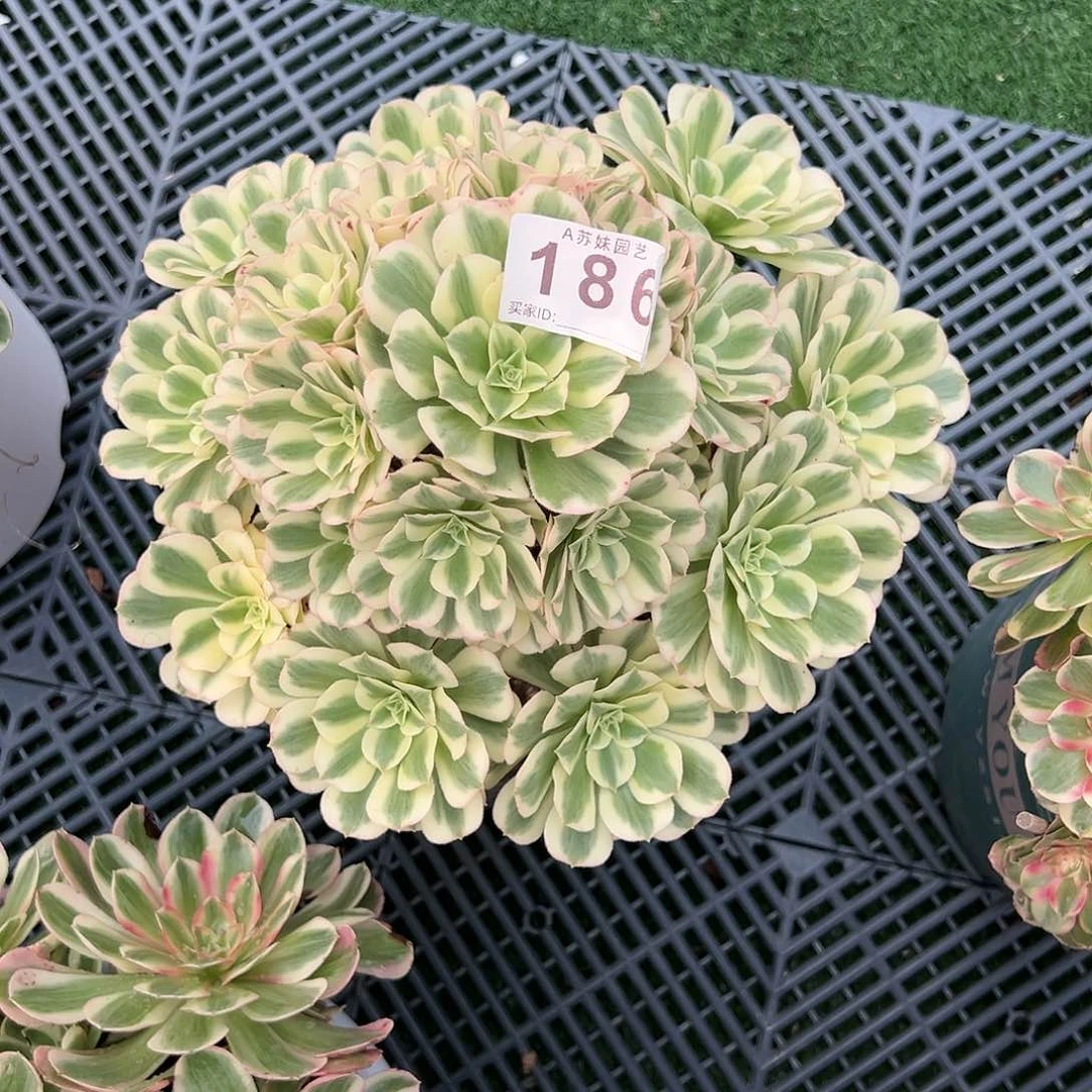 全部花朵186迈巴赫法师