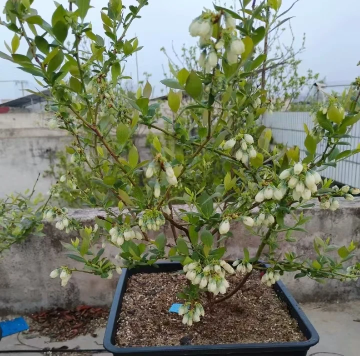 四季蓝莓花美丽阳台