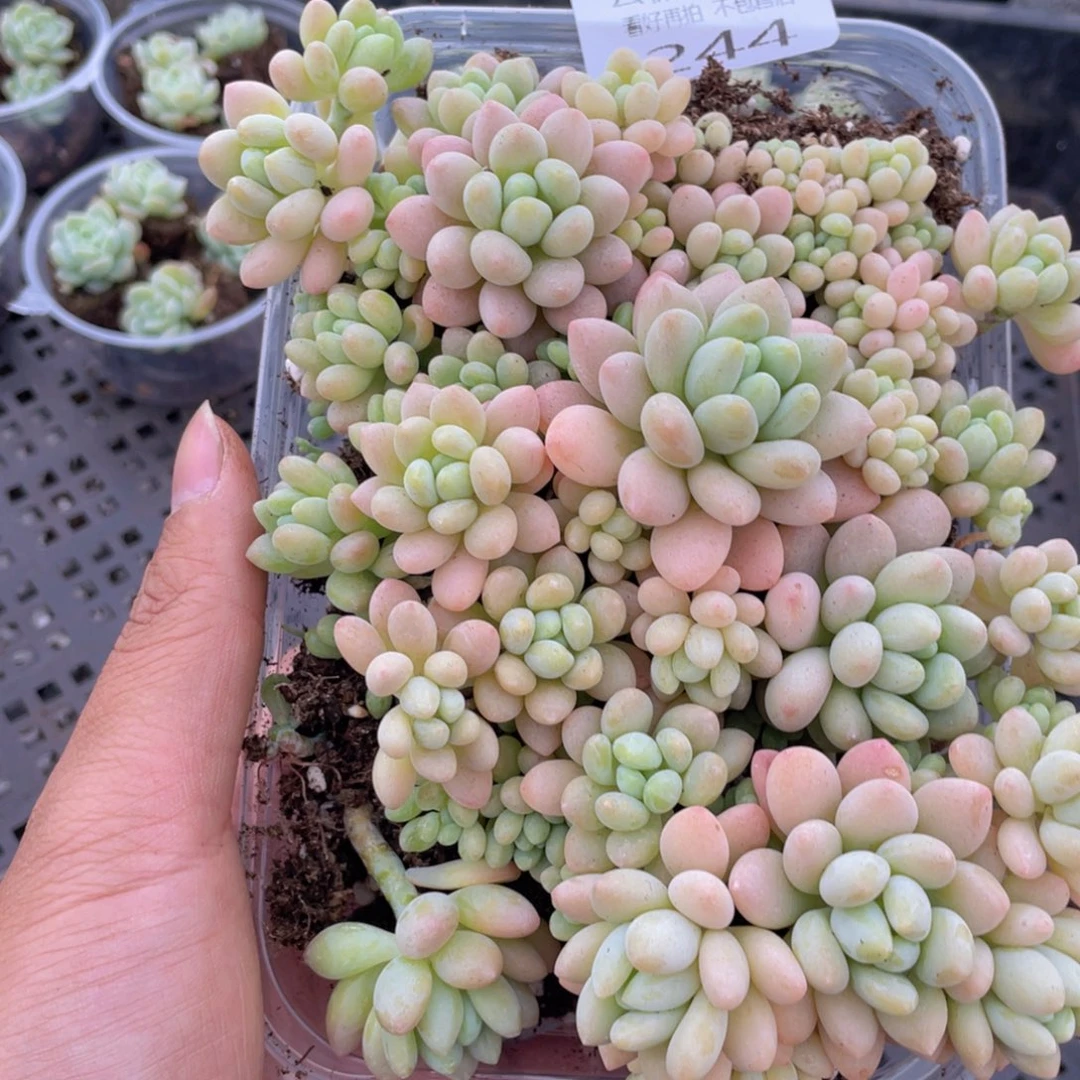 云糖心多肉植物244