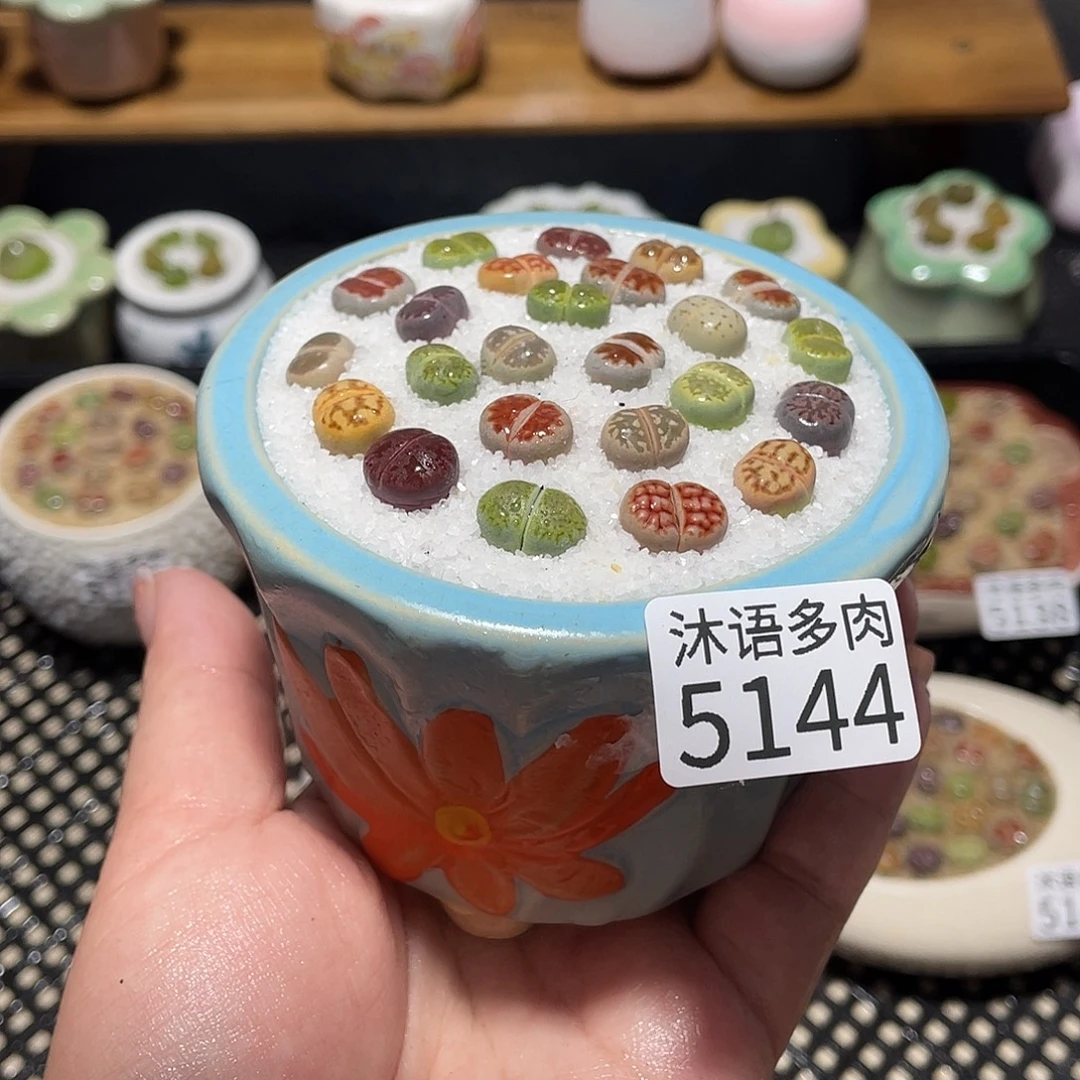 带盆土植物 一物一拍5144