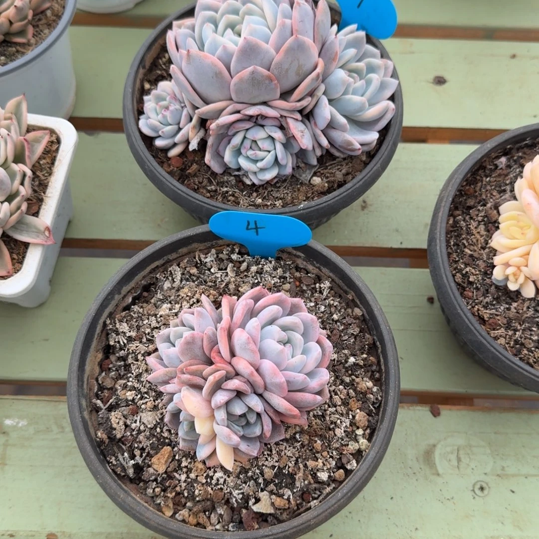 茶***鱼梦露锦底座锦上园艺一物一拍