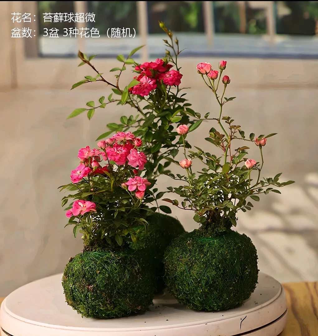 迷你超微型粉色四季开花月季苔藓球室内绿植桌面花卉大花阳台盆栽