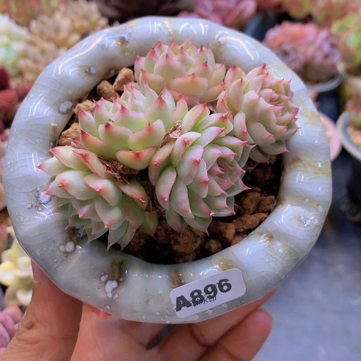 一物一拍含盆土满38包邮A896