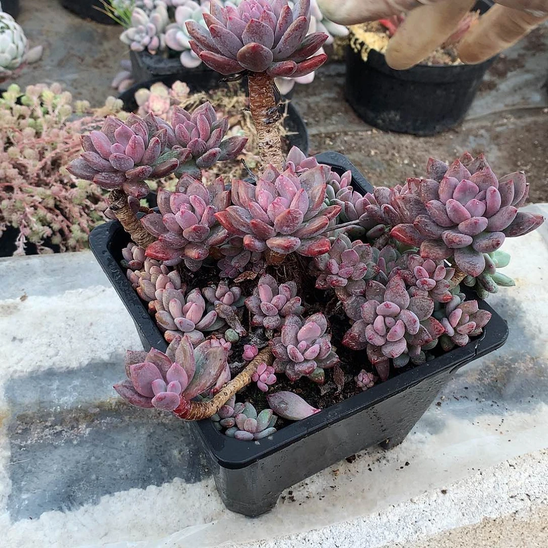 胭脂美人散不售后一物一拍