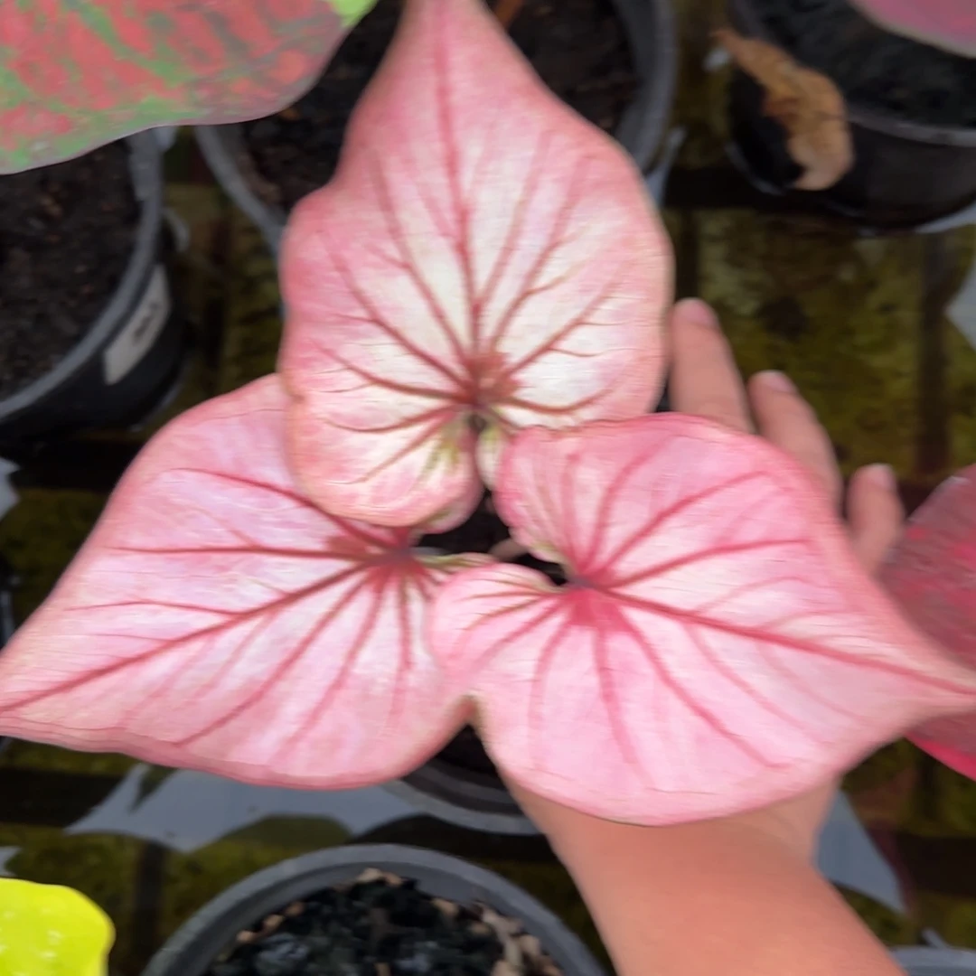 131-1023广东发货小桃红