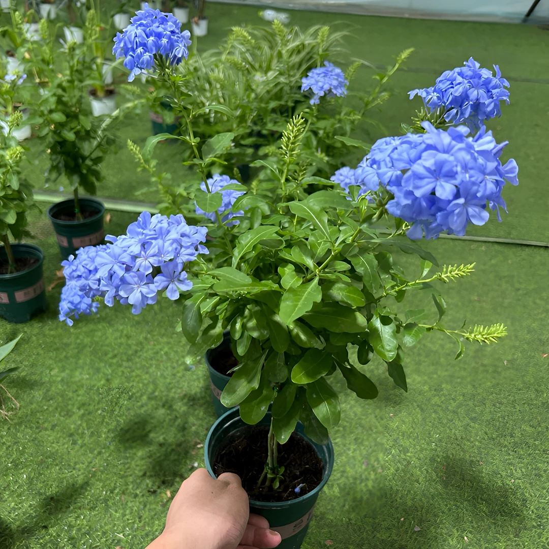 精品【蓝雪花】超美花卉带花苞，室内外花园庭院阳台客厅办公室好养