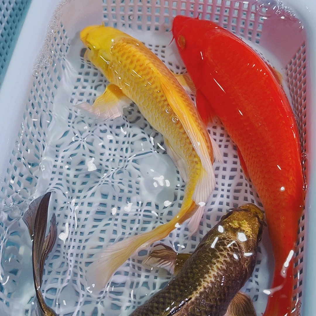 锦鲤锦鲤冷水观赏