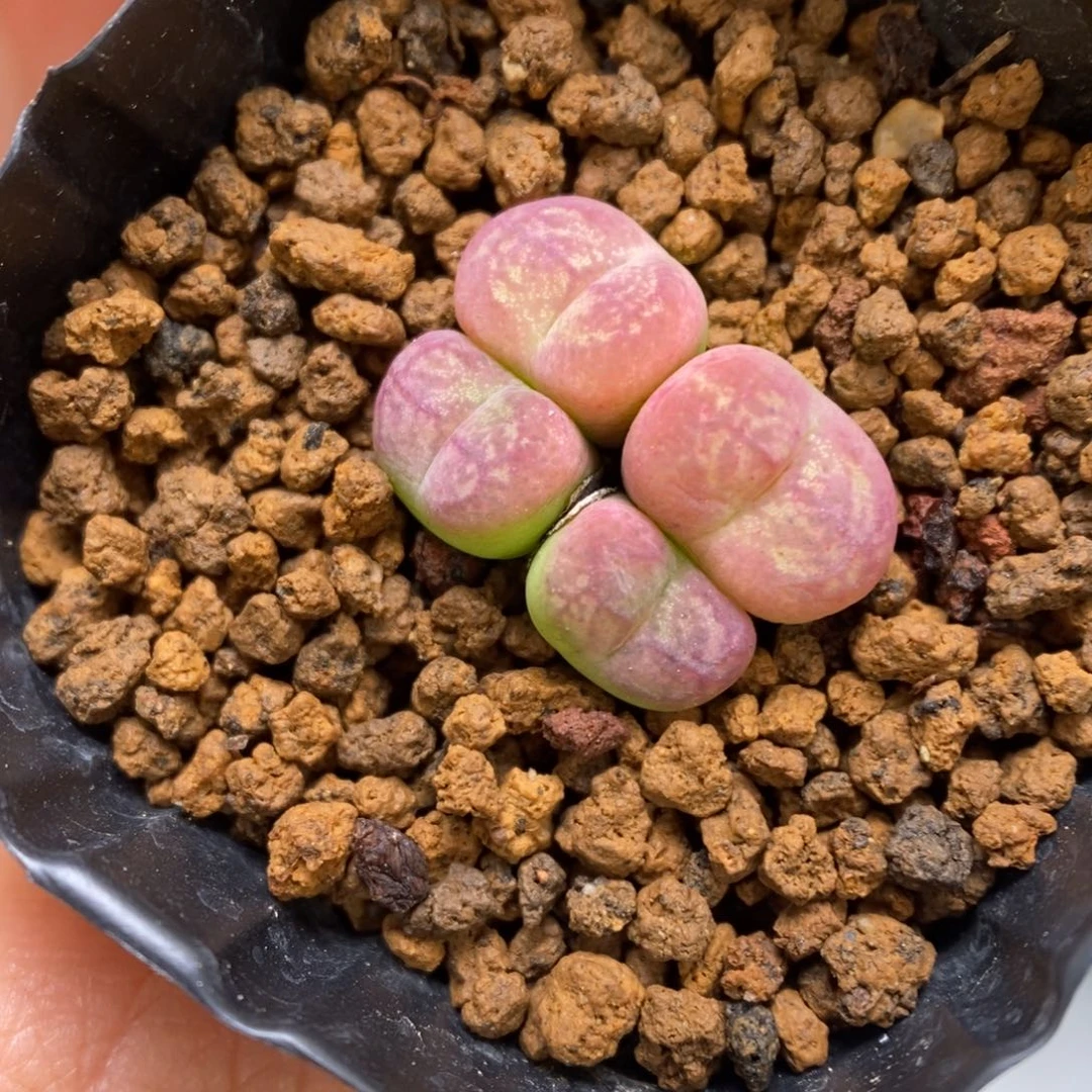 多肉植物肉锥杂交K-190 甜甜圈杂