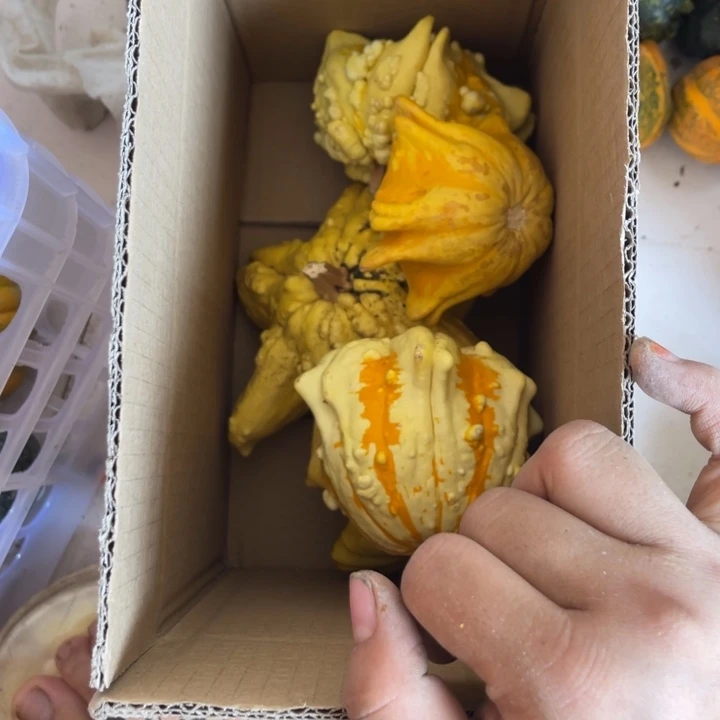 野*鹰野山鹰青皮葫芦