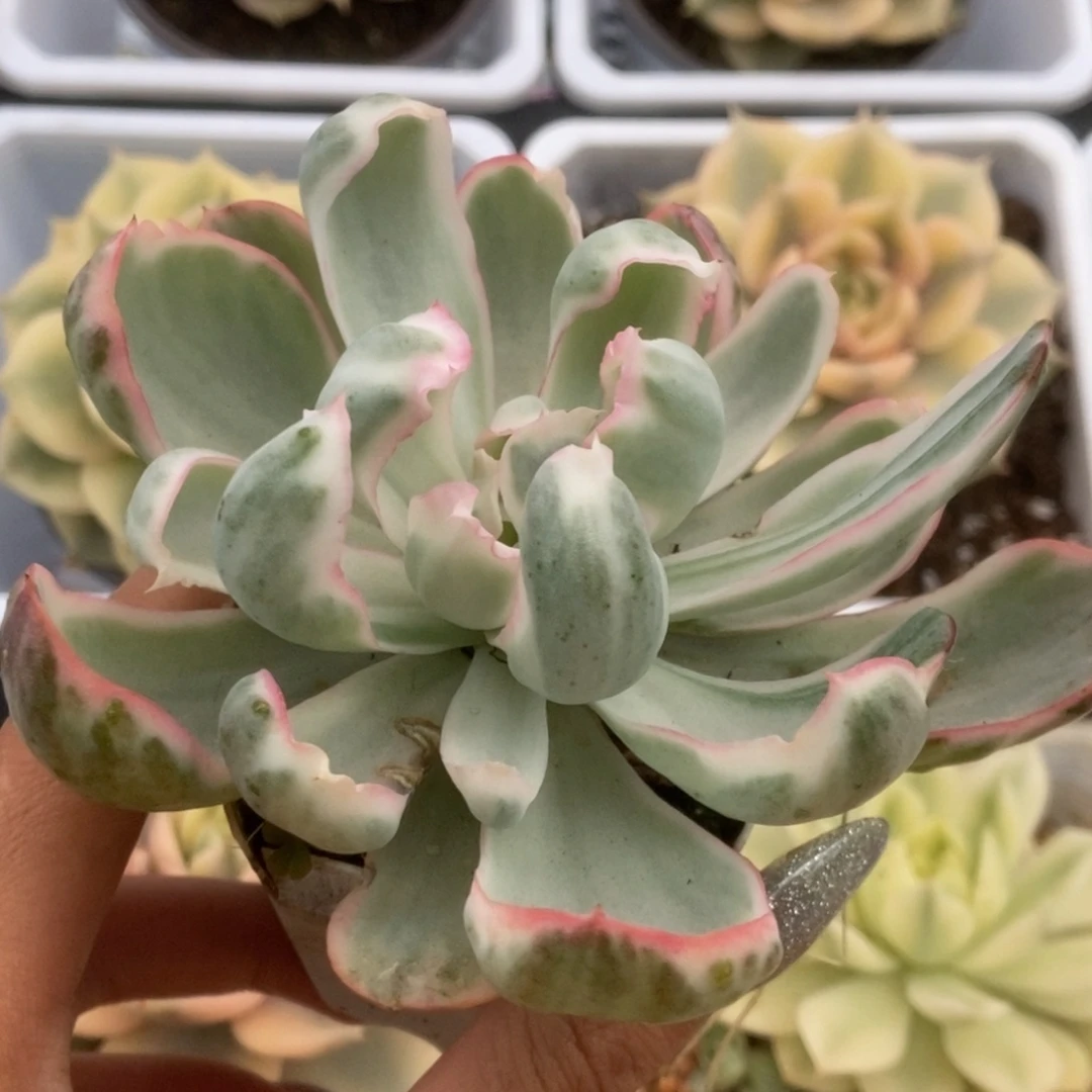 113伯克利锦锦锦锦锦锦