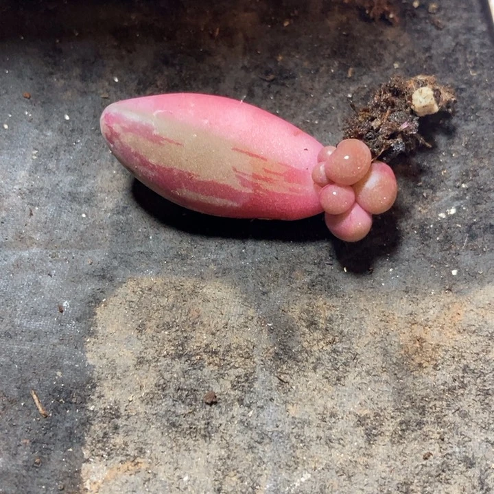 红手指锦多肉植物