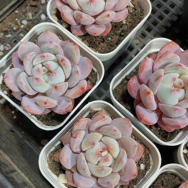 单头仙女橙带盆土