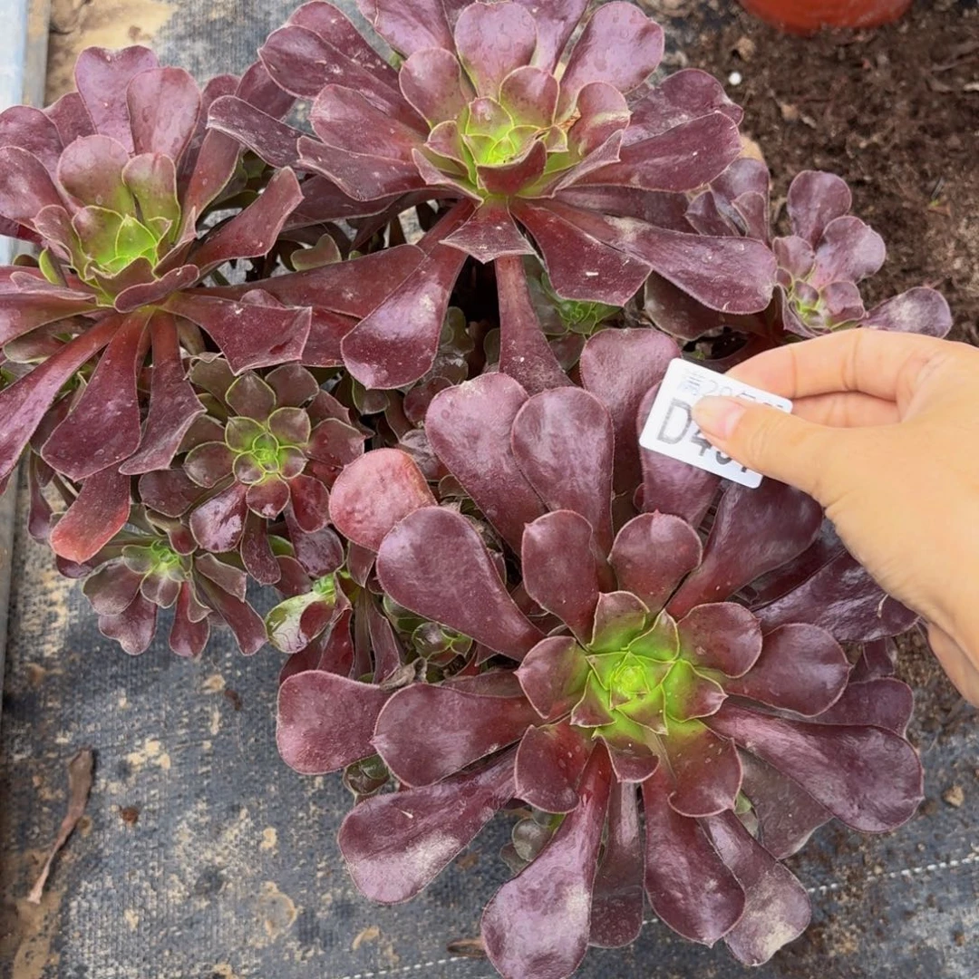 497多肉植物捧花的时候