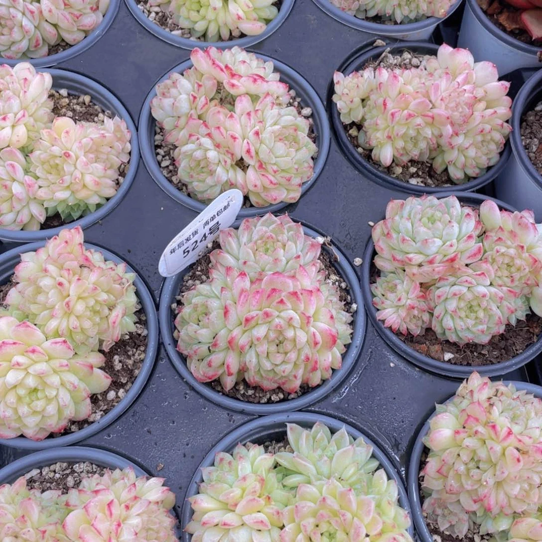 524号绿宝石珍妮麦秆群一个