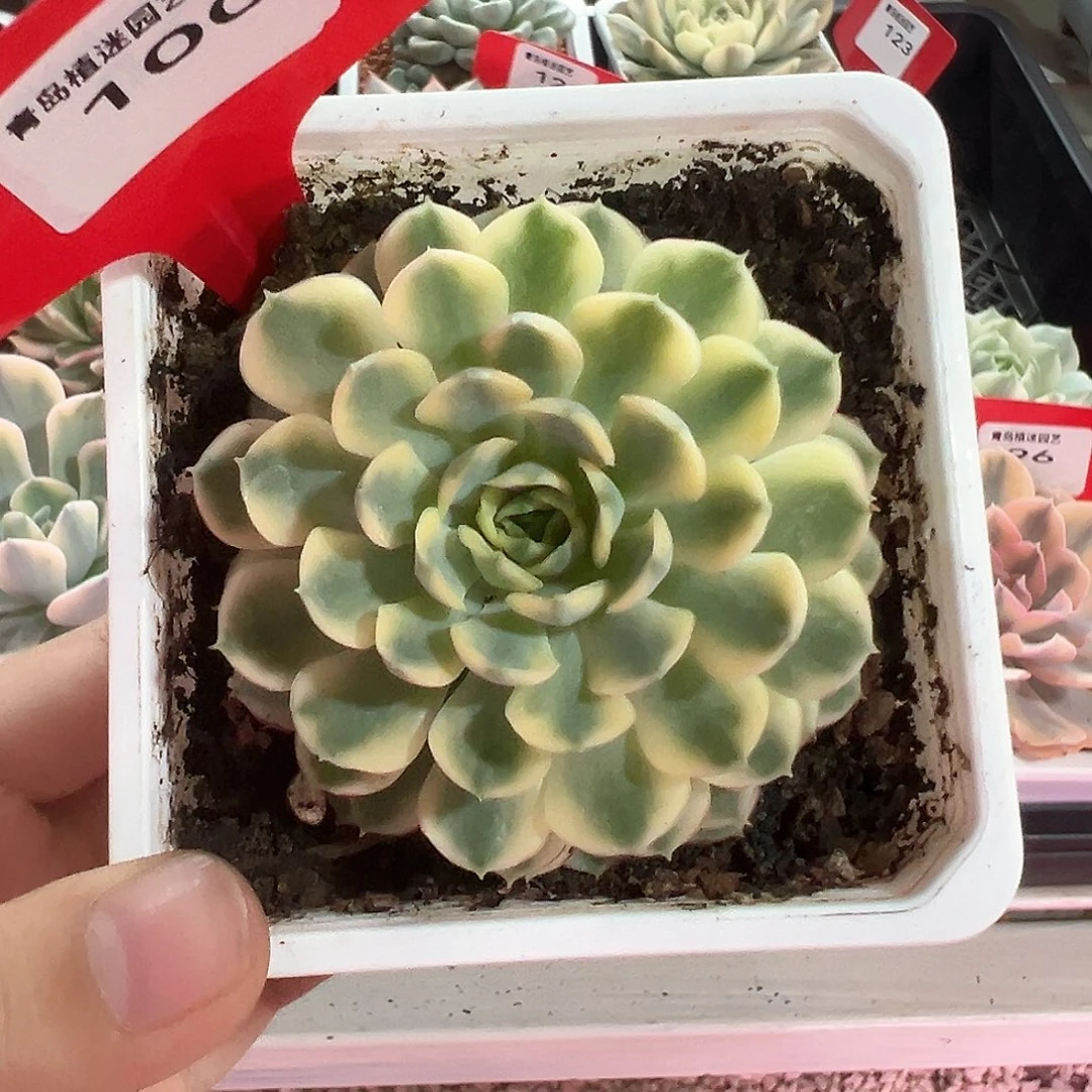 100号梦幻玫瑰锦多肉植物
