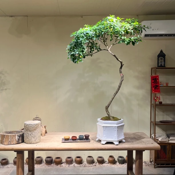 如意｜海岛栀子花 弯曲有度灵动款树型 意境精品老桩