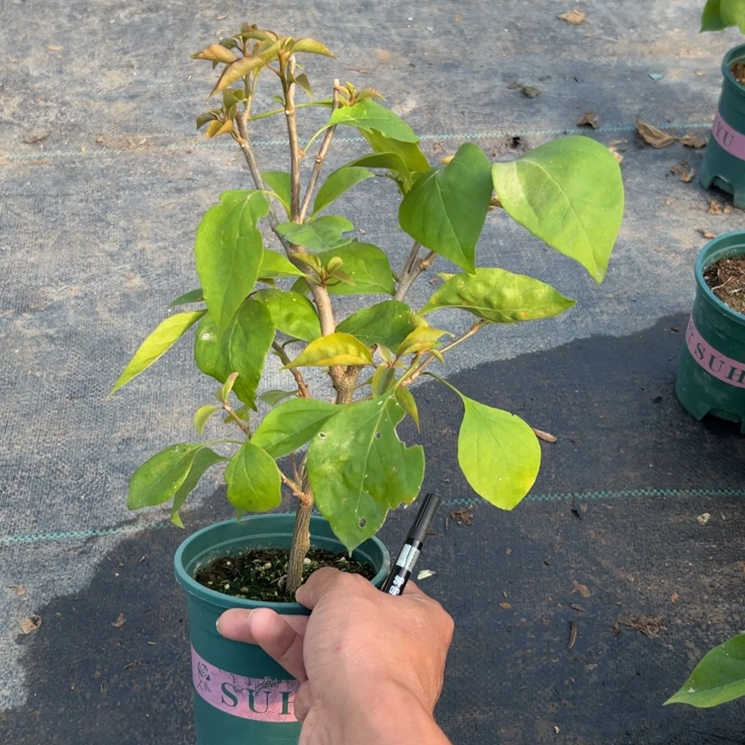 无花朵【33号阿珠娜一棵