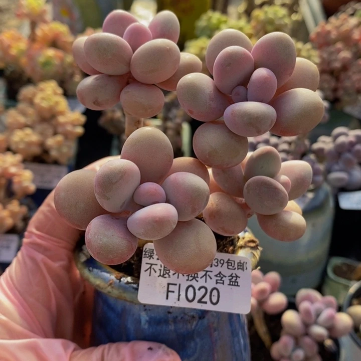 糖果桃蛋老桩特价1020多肉植物