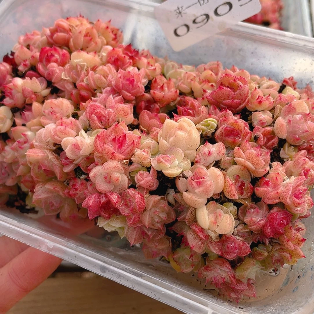 多肉植物多肉植物905