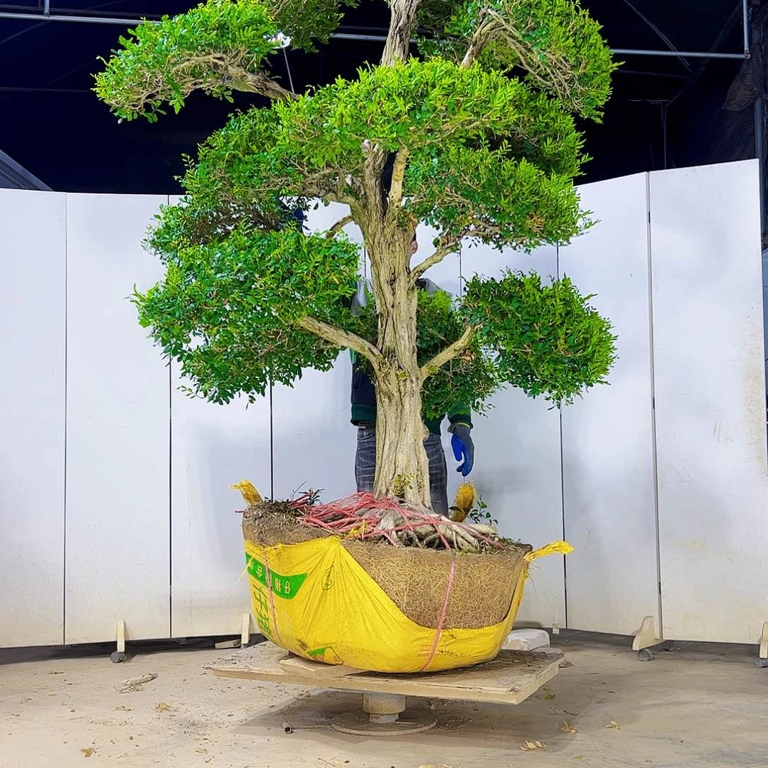 当前无花朵，栽培后可花朵