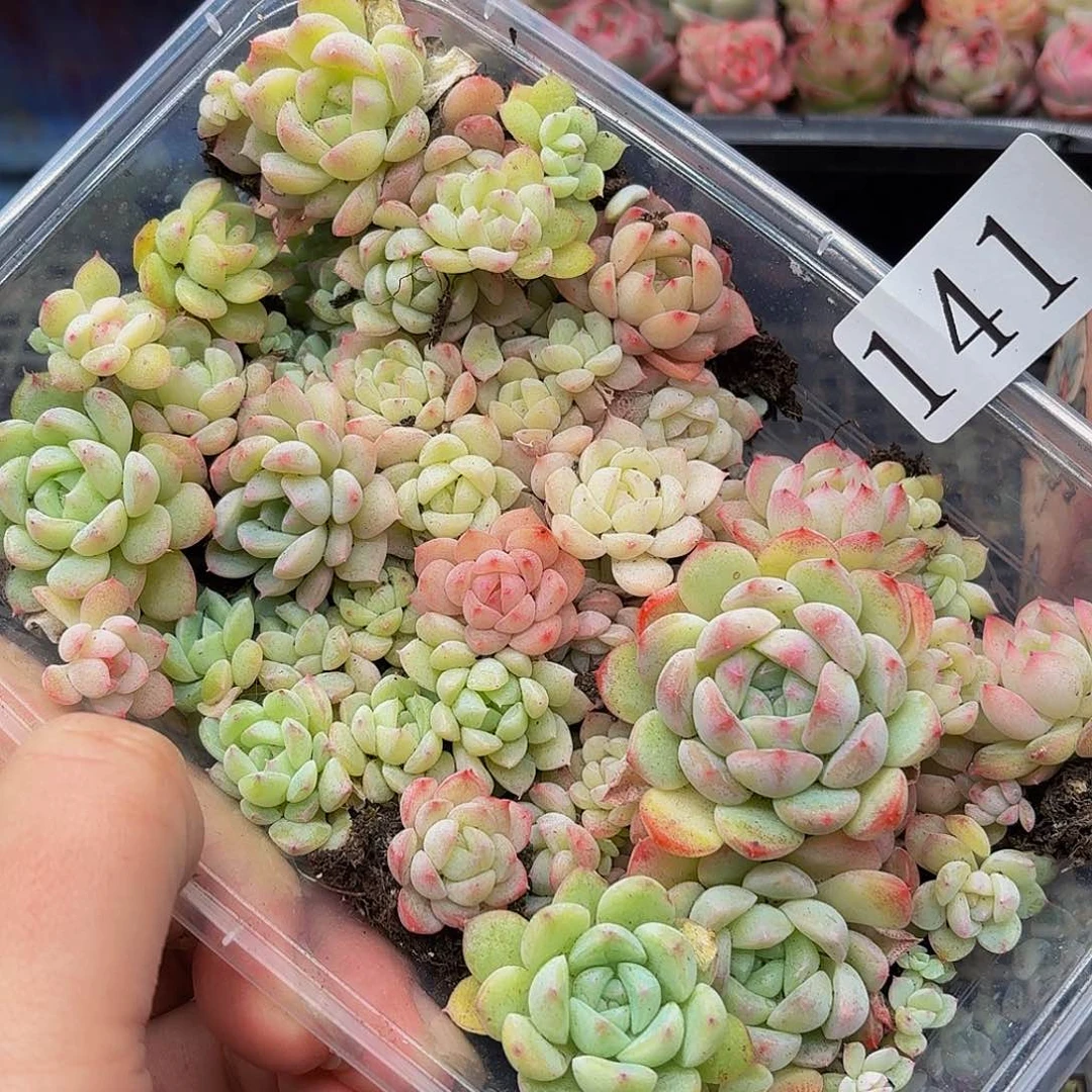 多肉植物多肉植物141