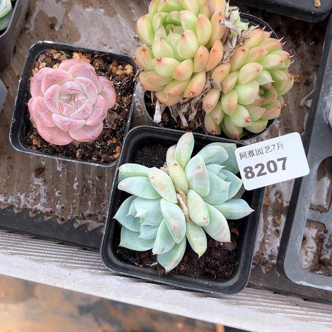 阿雅园艺。    8207
