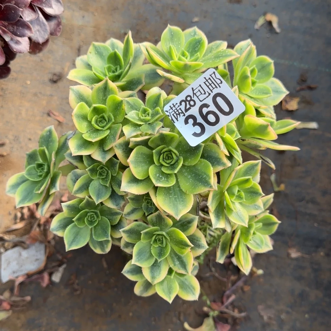 星爆多肉360满28包邮断枝不包