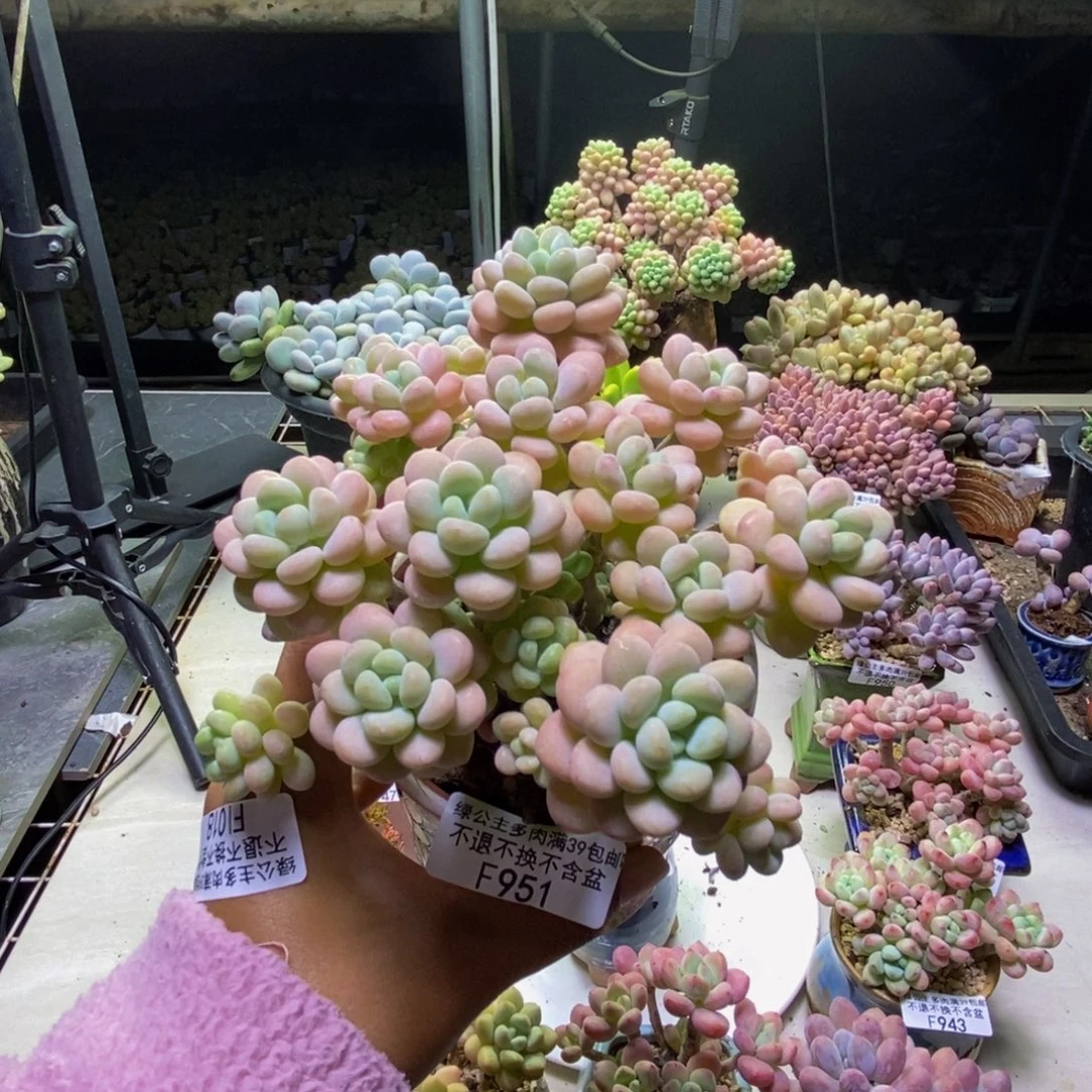 ****）951洛可可多肉10cm