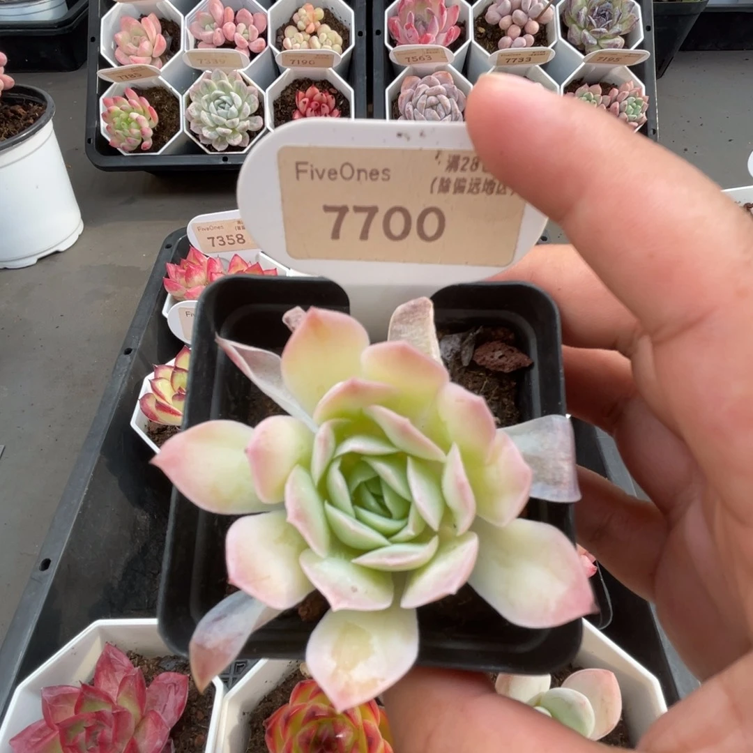 7700蓝丝绒4.0厘米