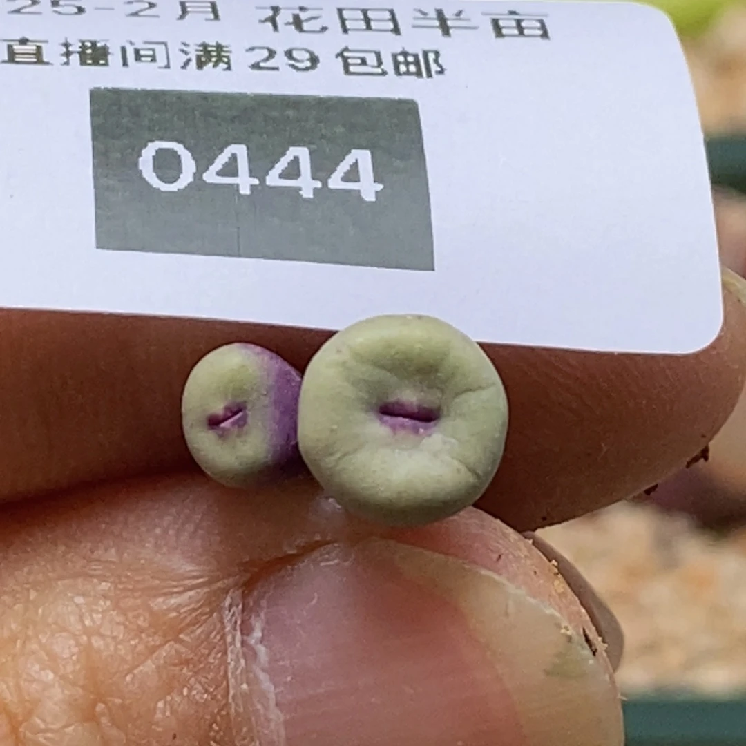 2-0444好看好看好看