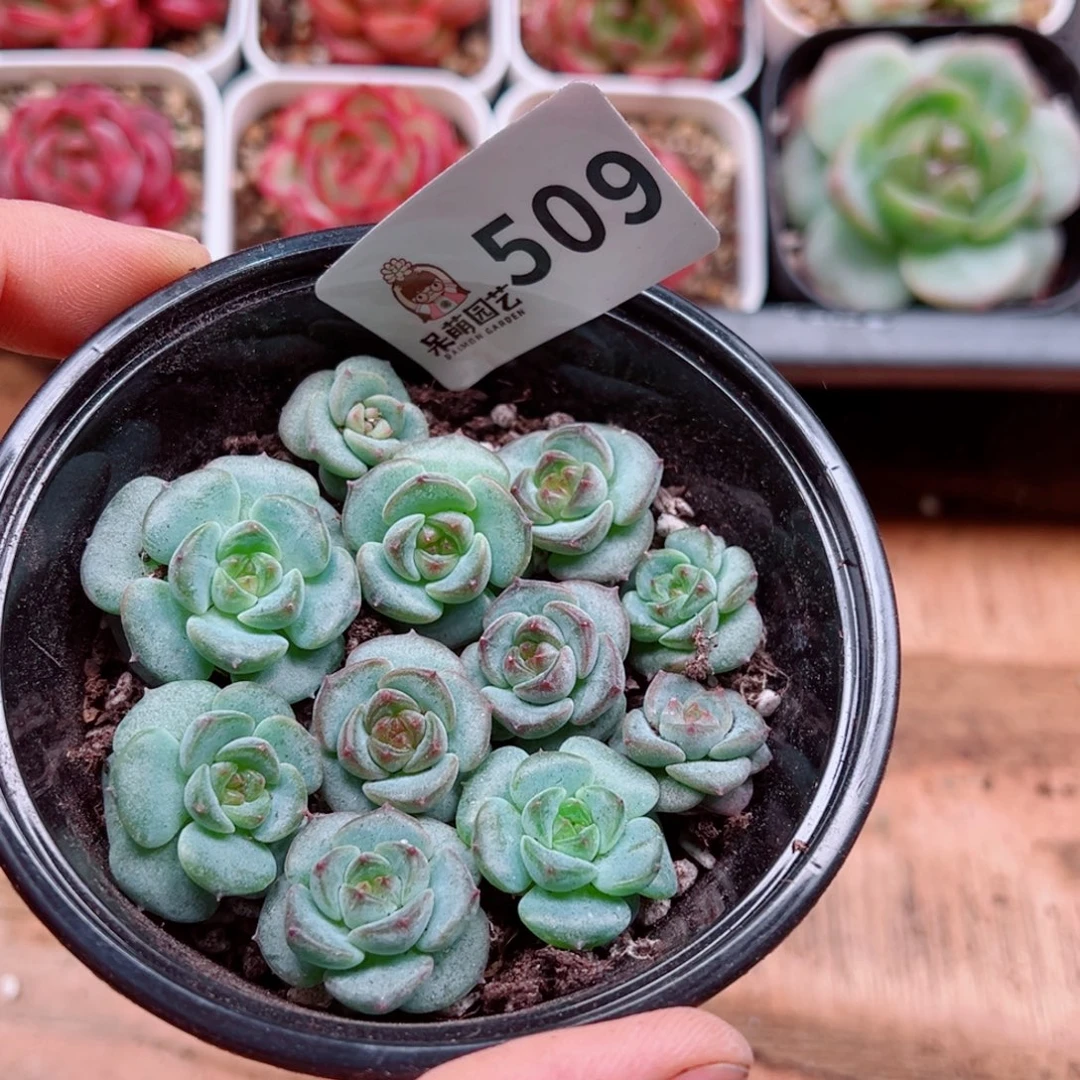 多肉植物多肉植物