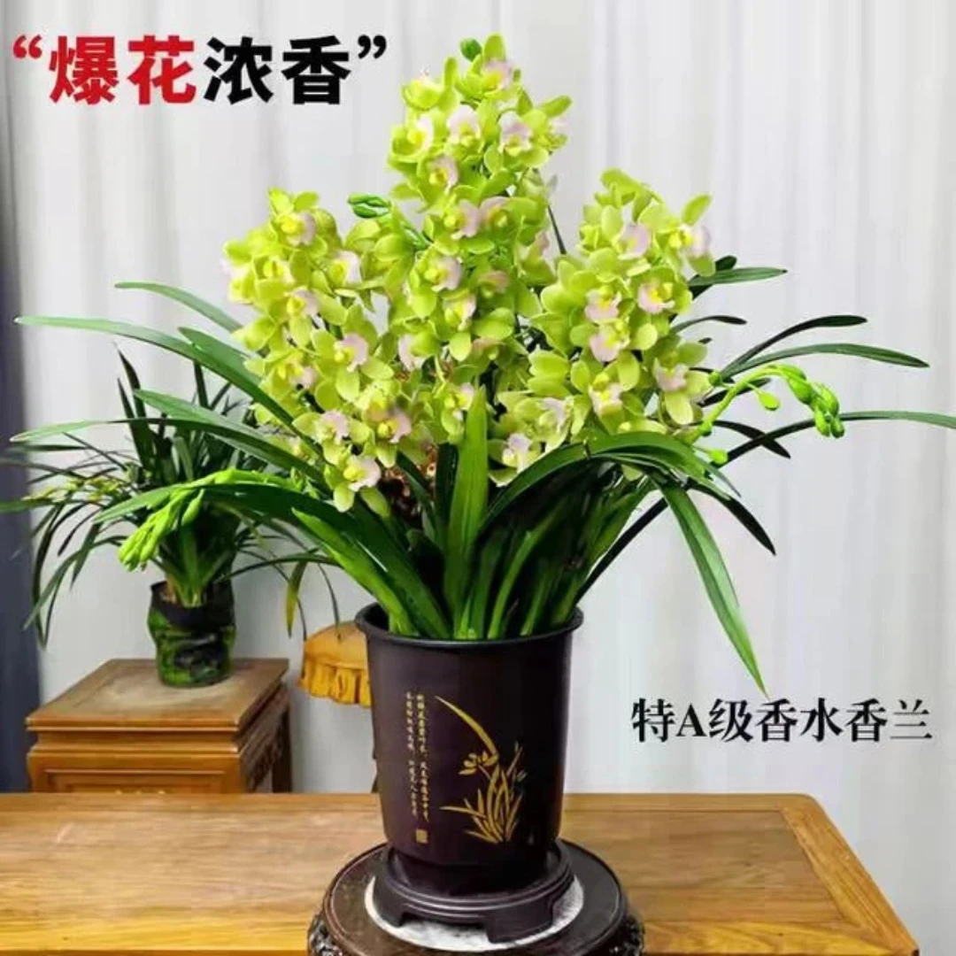 特A级（带多花苞）香水香兰兰花大花国兰好养室内绿植花卉盆栽