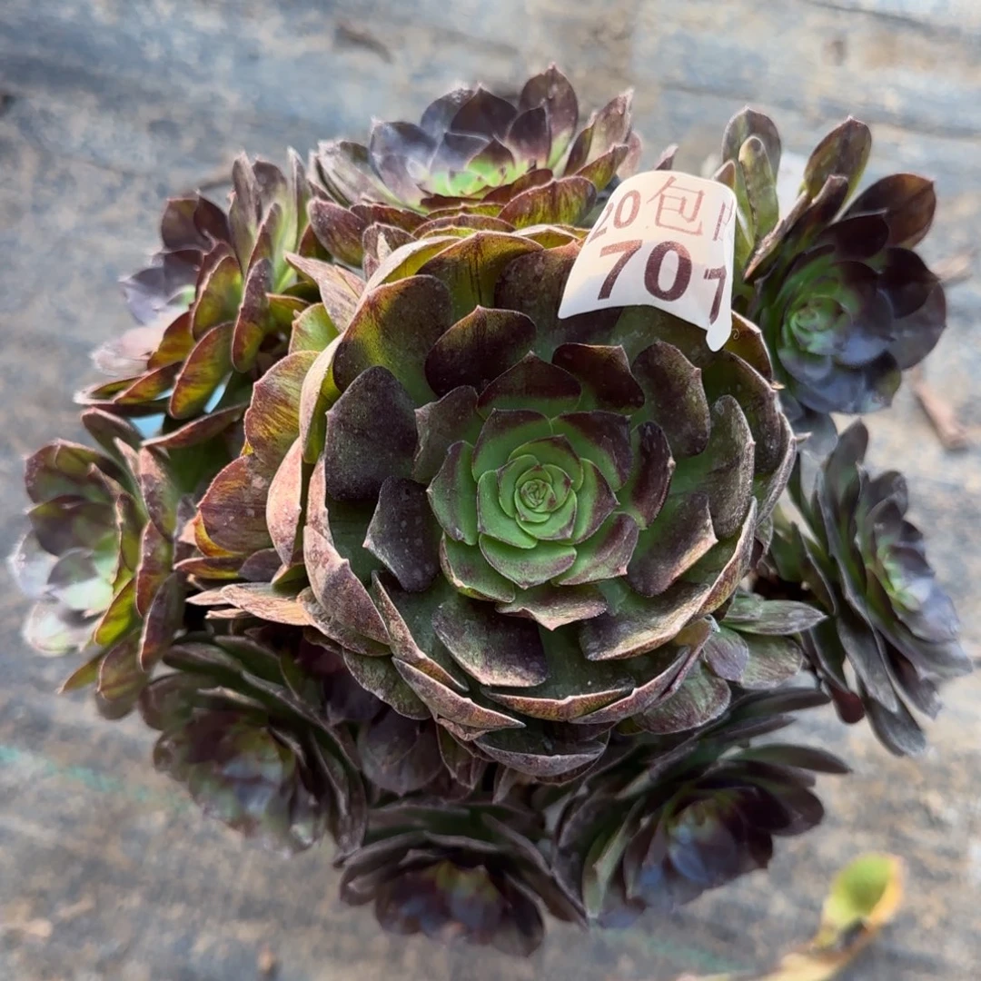 黑魔701满20包邮断枝不包