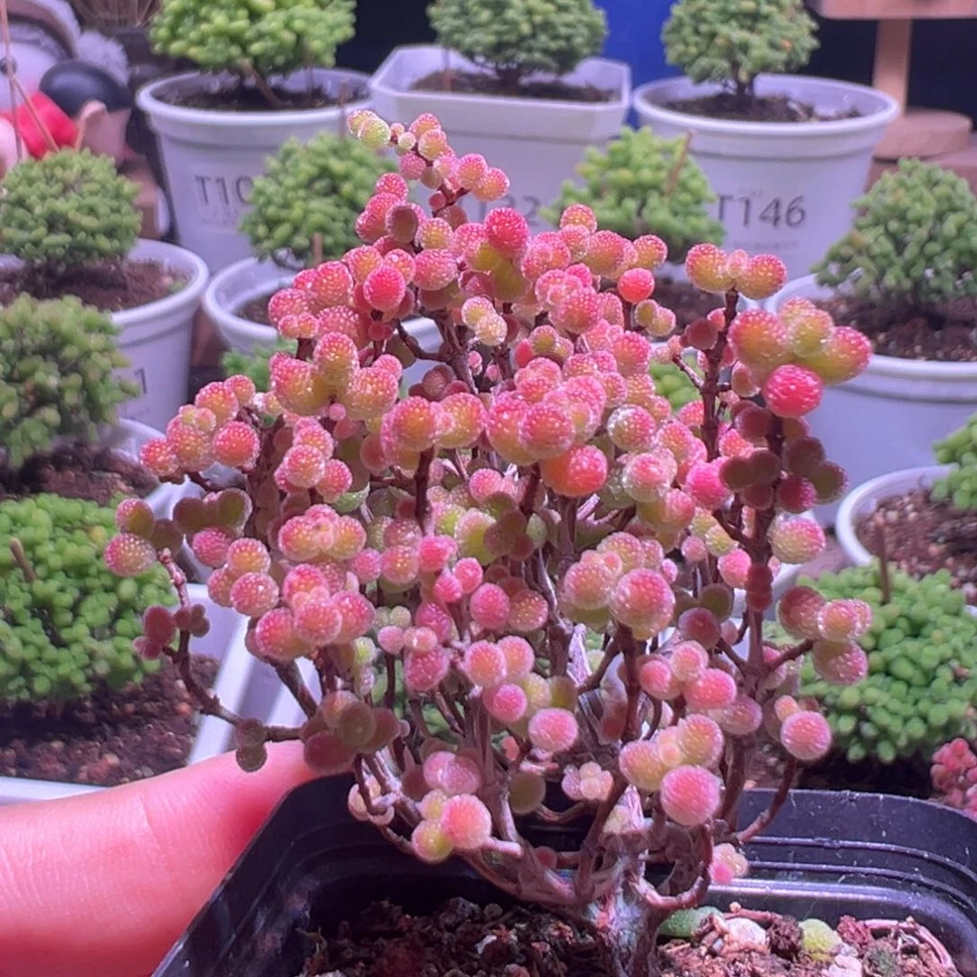 187蜜橘带盆土发货一物一拍