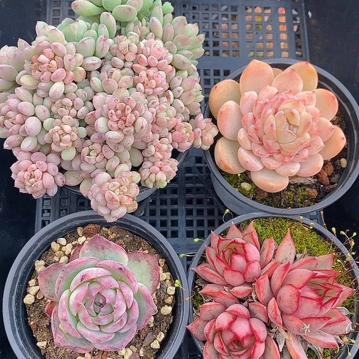 250 多肉植物盆栽花卉植物