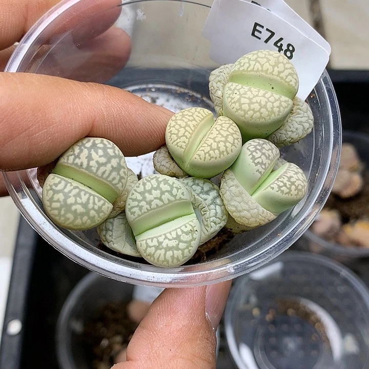 E748绿蛇纹玉多肉植物