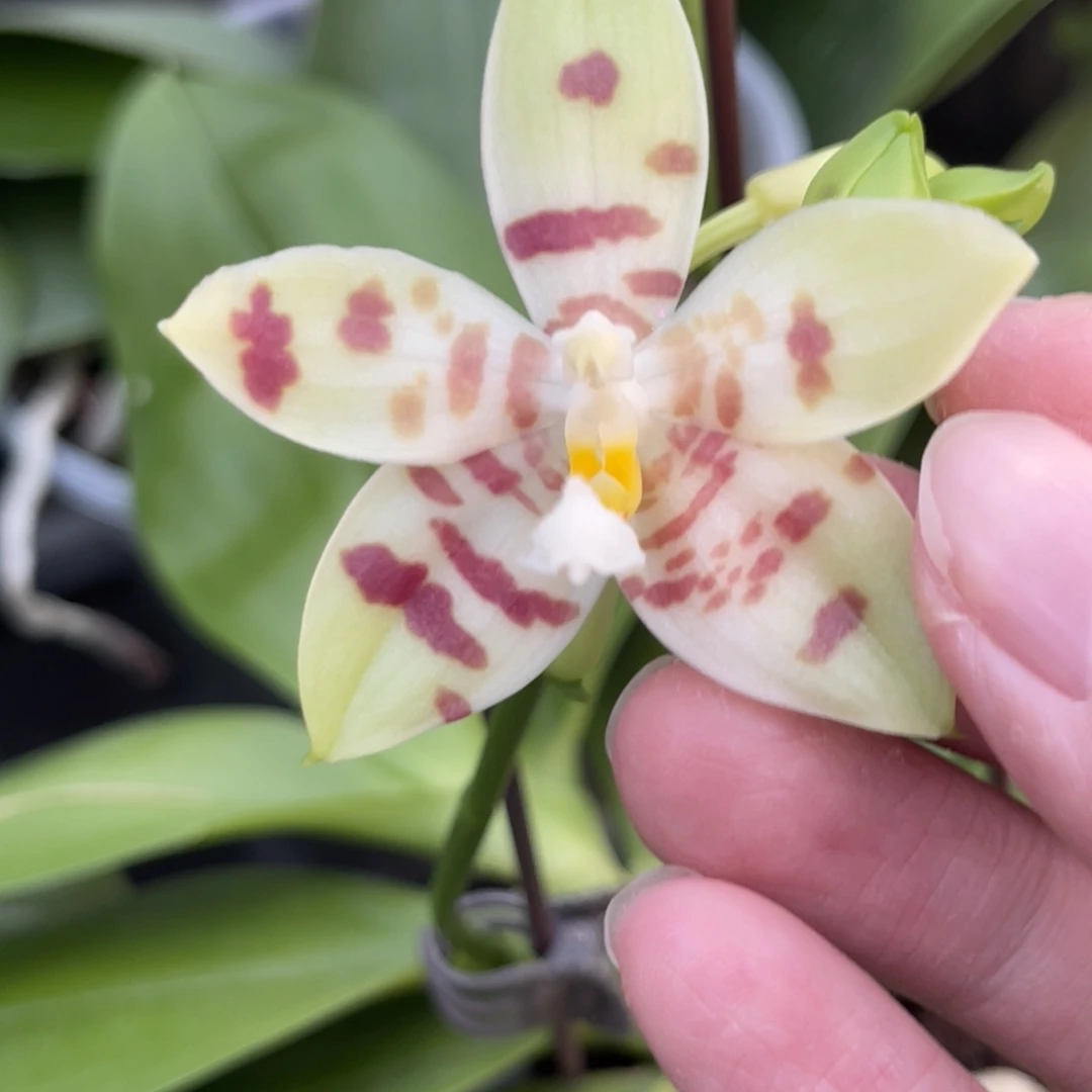 完全开放春神盾-663