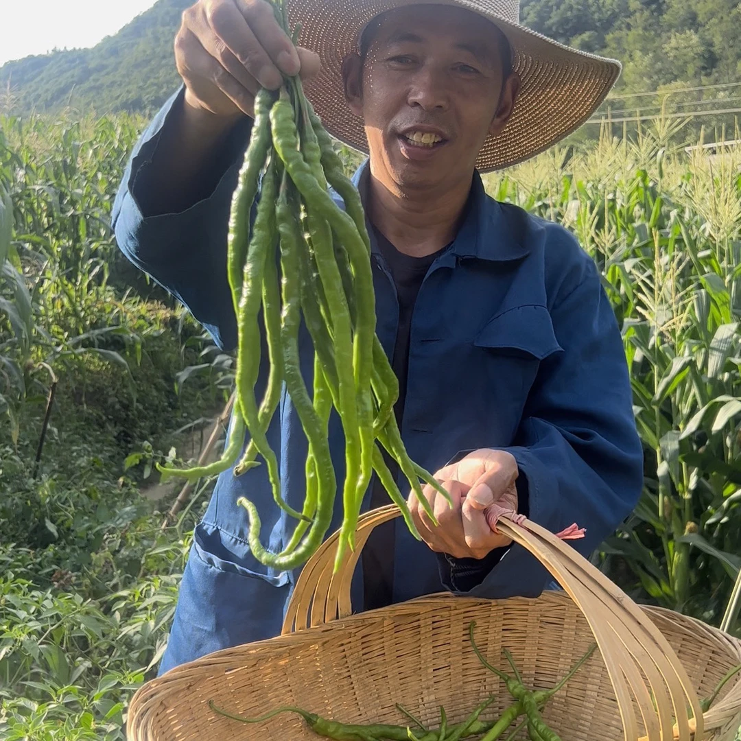 贵州特产大方新鲜青椒线椒农家露天种植本地鸡爪辣新鲜采摘