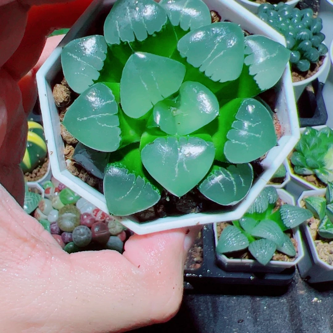 姬翠多肉植物阿阿