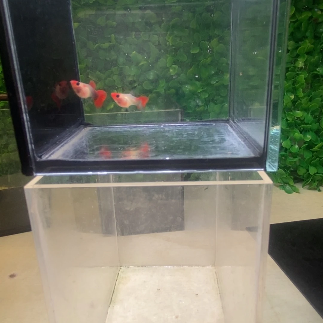 孔雀鱼红头玻璃猫一对