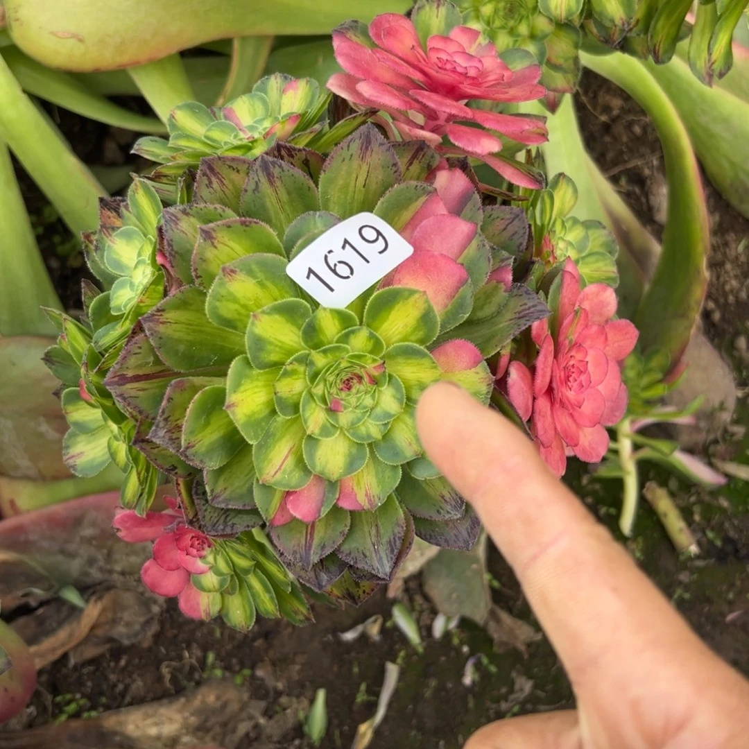 1619只否多肉多肉多肉