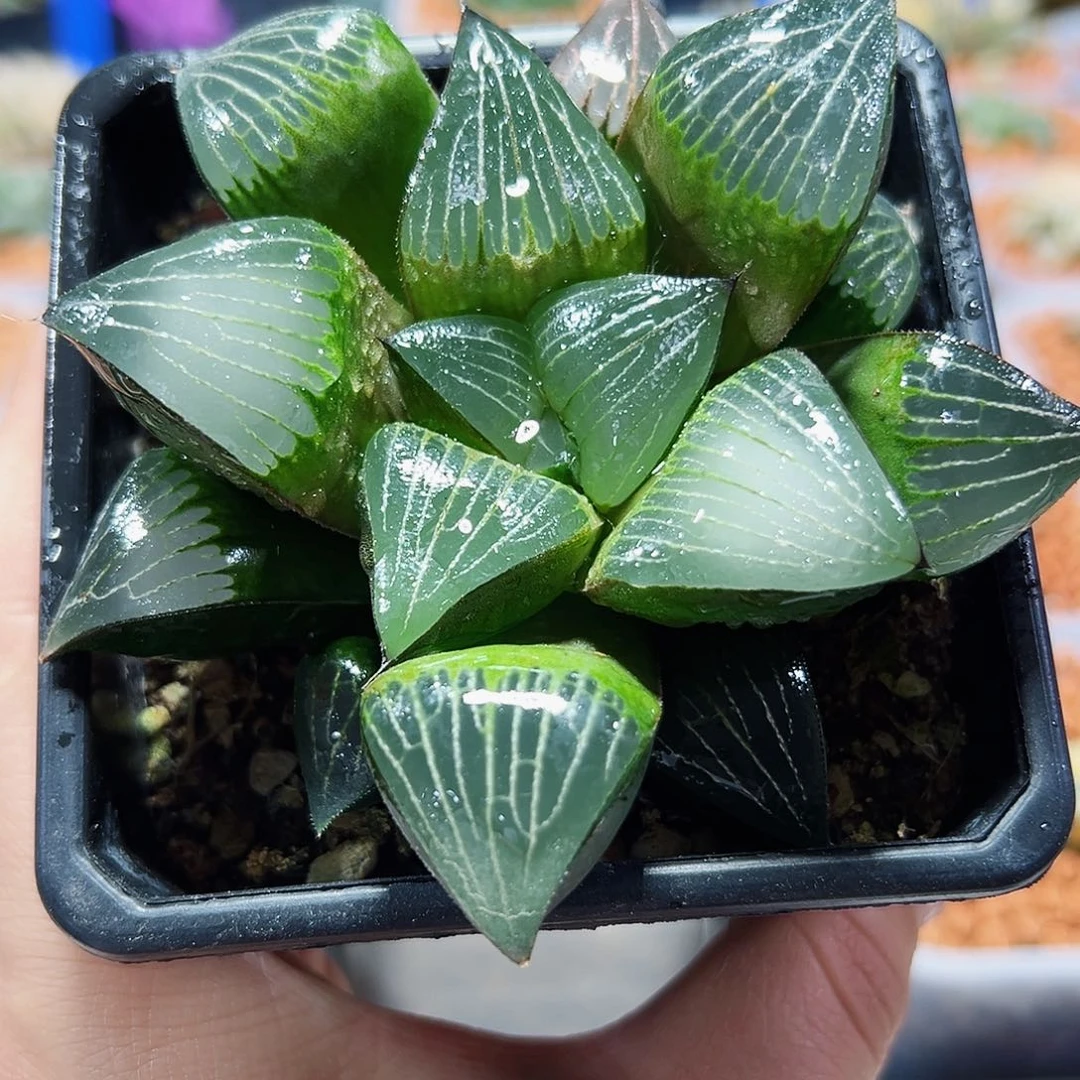 十二卷多肉实生寿