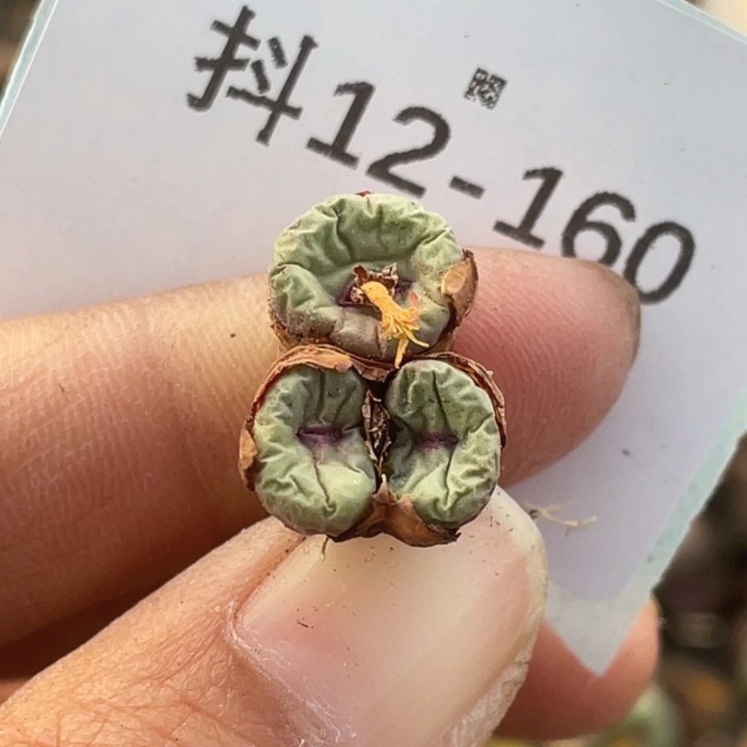 12-160嘴多肉植物肉锥