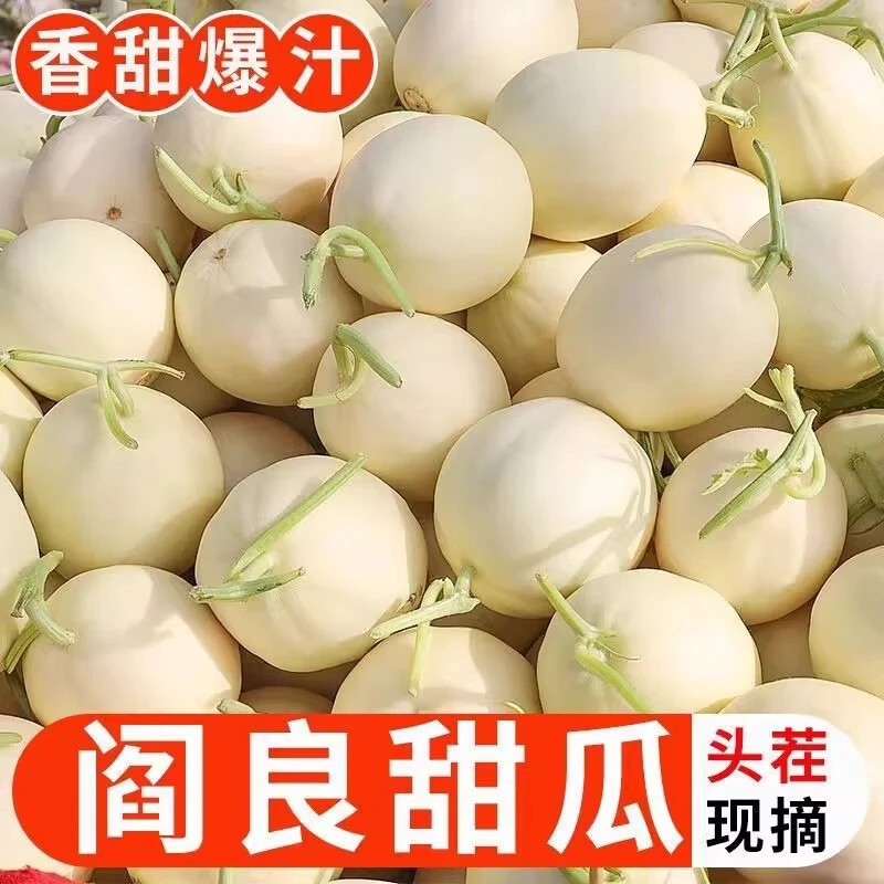 陕西正宗头茬阎良甜瓜牛奶冰激凌甜瓜小籽甜瓜水果白皮玉菇蜜瓜